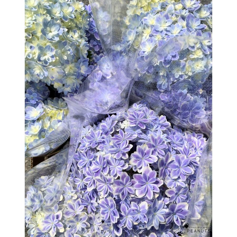 日本の職人技 アジサイ 万華鏡 ブルー 苗 おまけつき Catedraldeniteroi Com Br