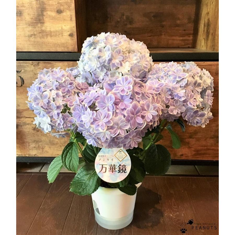 アジサイ 万華鏡 ブルー 5号鉢 花付き 紫陽花 希少 H Flower Green Peanuts 通販 Yahoo ショッピング