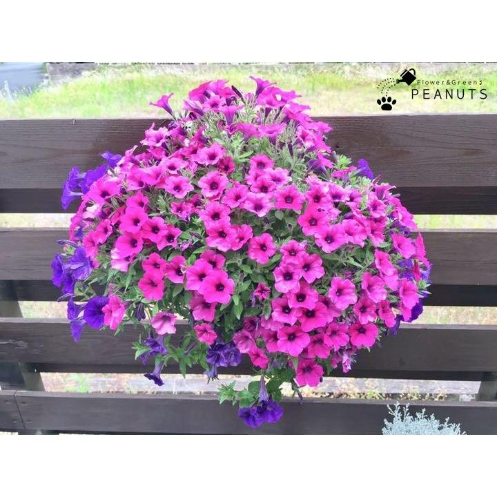 サントリー サフィニアブーケ ハンギングバスケット2色植え H 0004 Flower Green Peanuts 通販 Yahoo ショッピング