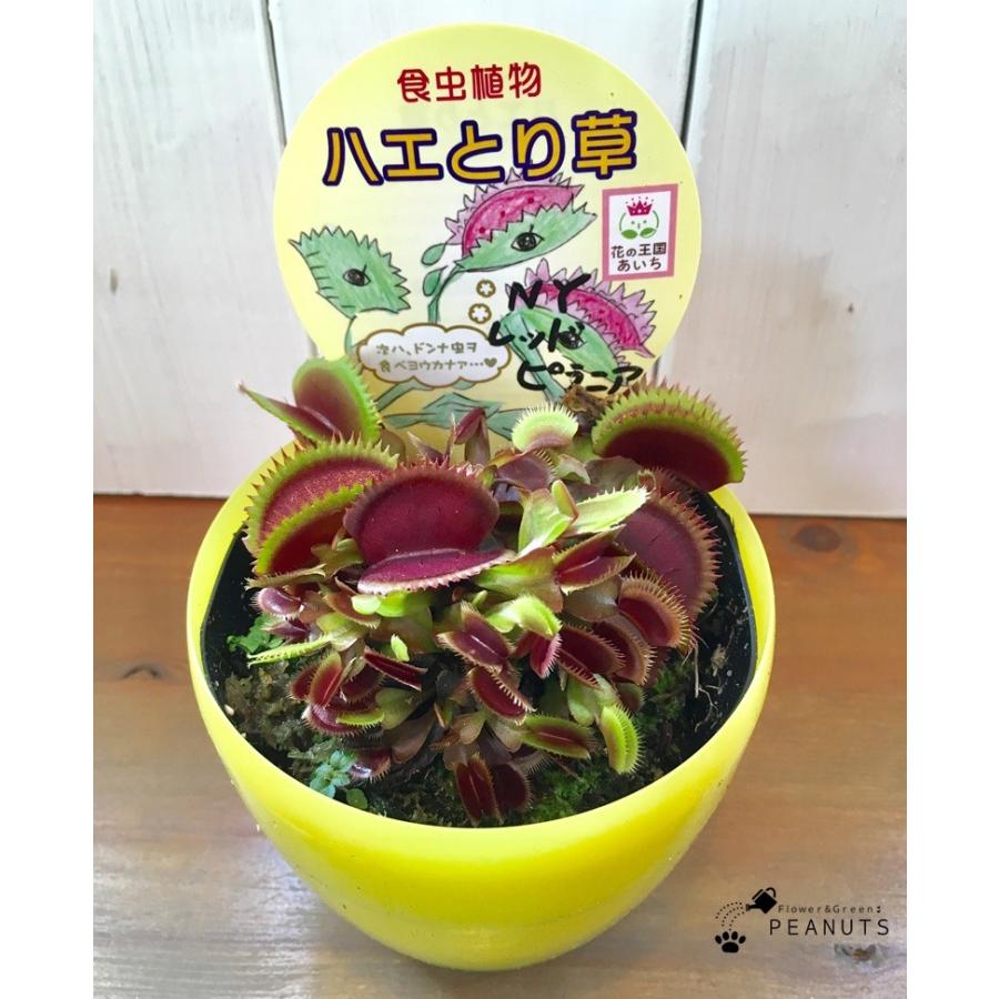 安値 食虫植物 ハエトリソウ ロイヤルレッド ２ ５ ３号 １ポット Shipsctc Org