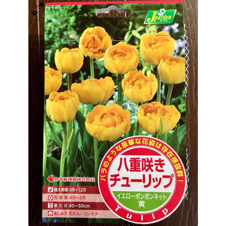球根 八重咲きチューリップ イエローポンポンネット 6球入 Ky Flower Green Peanuts 通販 Yahoo ショッピング