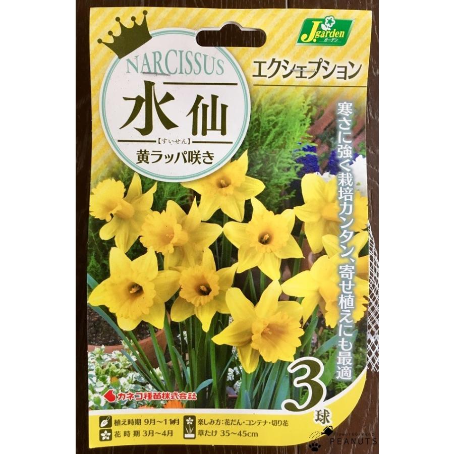 球根 ラッパ水仙 エクシェプション 黄 3球入 Ky Flower Green Peanuts 通販 Yahoo ショッピング