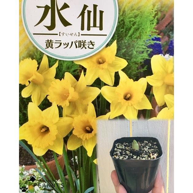 球根 芽出し苗 ラッパ水仙 エクシェプション 黄 1球植え 3号ポット苗 Ky Flower Green Peanuts 通販 Yahoo ショッピング