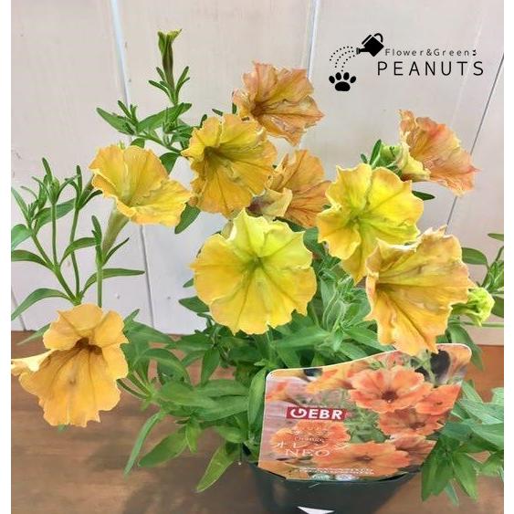 ユニークペチュニア オレンジｎｅｏ ３ ５号ポット苗 N Flower Green Peanuts 通販 Yahoo ショッピング
