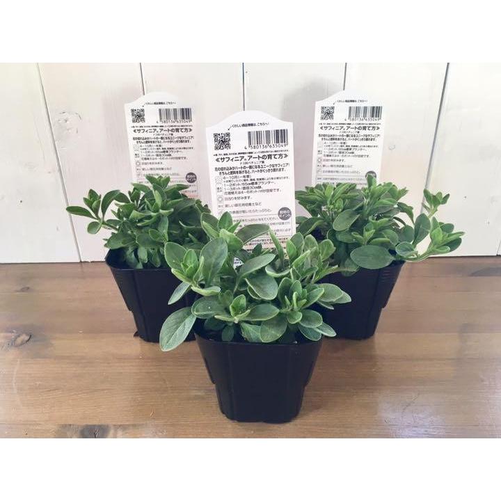 サントリー サフィニアブーケ３号ポット苗 ４色選べます N Flower Green Peanuts 通販 Yahoo ショッピング