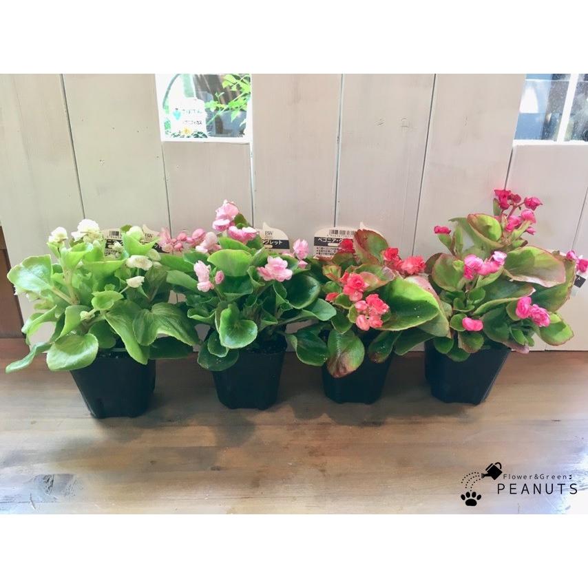 八重咲きベゴニア グリーンタブレット ピンクバイカラー 3号ポット苗 :n-00037:FlowerGreen PEANUTS - 通販 - Yahoo!ショッピング 八重咲きベゴニア グリーンタブレット ピンクバイカラー 3号ポット苗 :n-00037:FlowerGreen PEANUTS - 通販 - Yahoo!ショッピング
