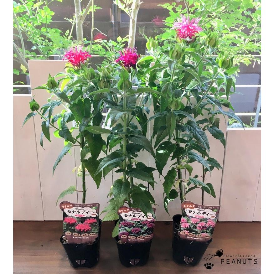 注目ブランドのギフト ベルガモット モナルダ 花苗 ポットごと フラワー ガーデン