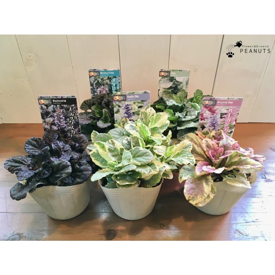 アジュガ メタリカクリスパ 3号ポット苗 希少 N Flower Green Peanuts 通販 Yahoo ショッピング