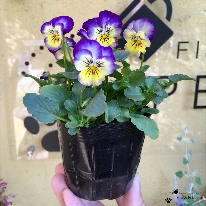ビオラ フローラルパワー ピンクレモンリップ 3号ポット苗 花付き 花壇 寄せ植え N 000 Flower Green Peanuts 通販 Yahoo ショッピング