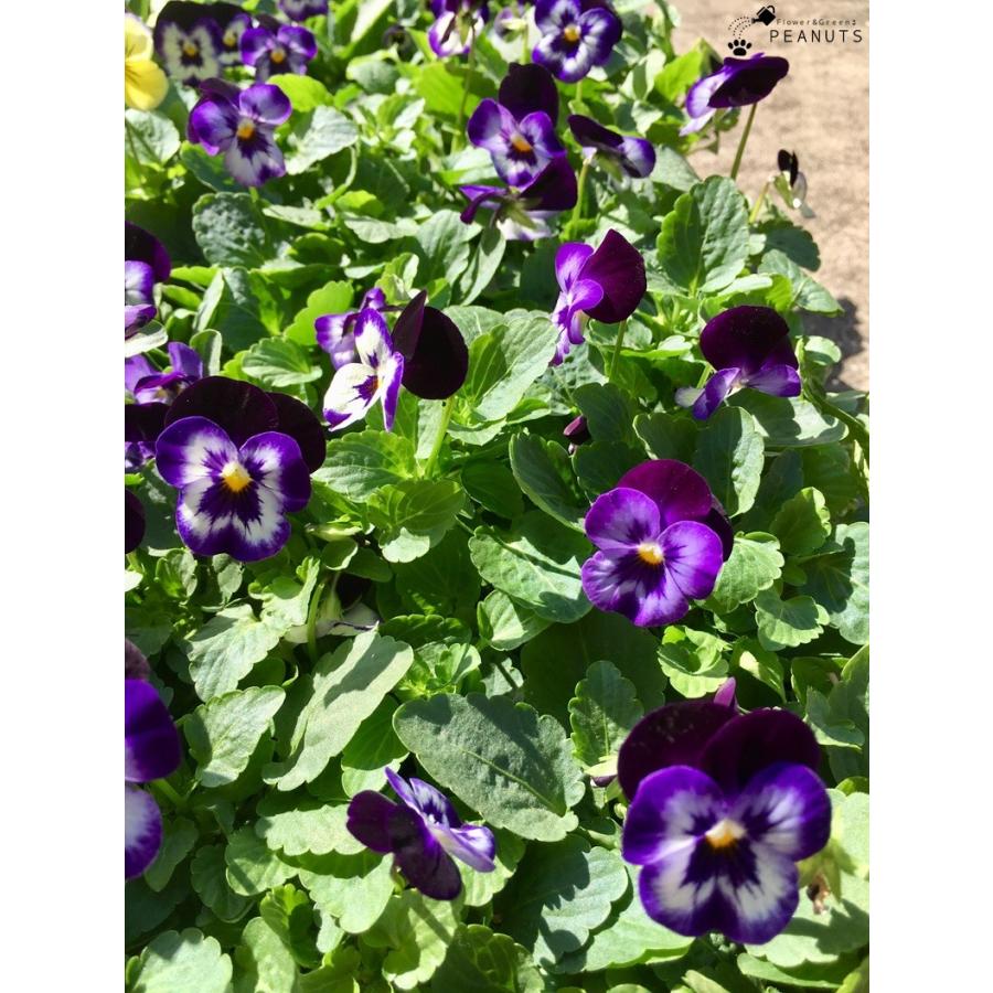 ビオラ ペニー デニムジャンプアップ 3号ポット苗 花付き 花壇 寄せ植え N Flower Green Peanuts 通販 Yahoo ショッピング