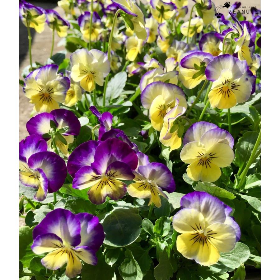 ビオラ 複色 3号ポット苗 花付き 花壇 寄せ植え N Flower Green Peanuts 通販 Yahoo ショッピング