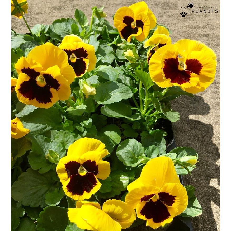 パンジー コロッサス イエローウィズブロッチ 3号ポット苗 花付き 花壇 寄せ植え N Flower Green Peanuts 通販 Yahoo ショッピング