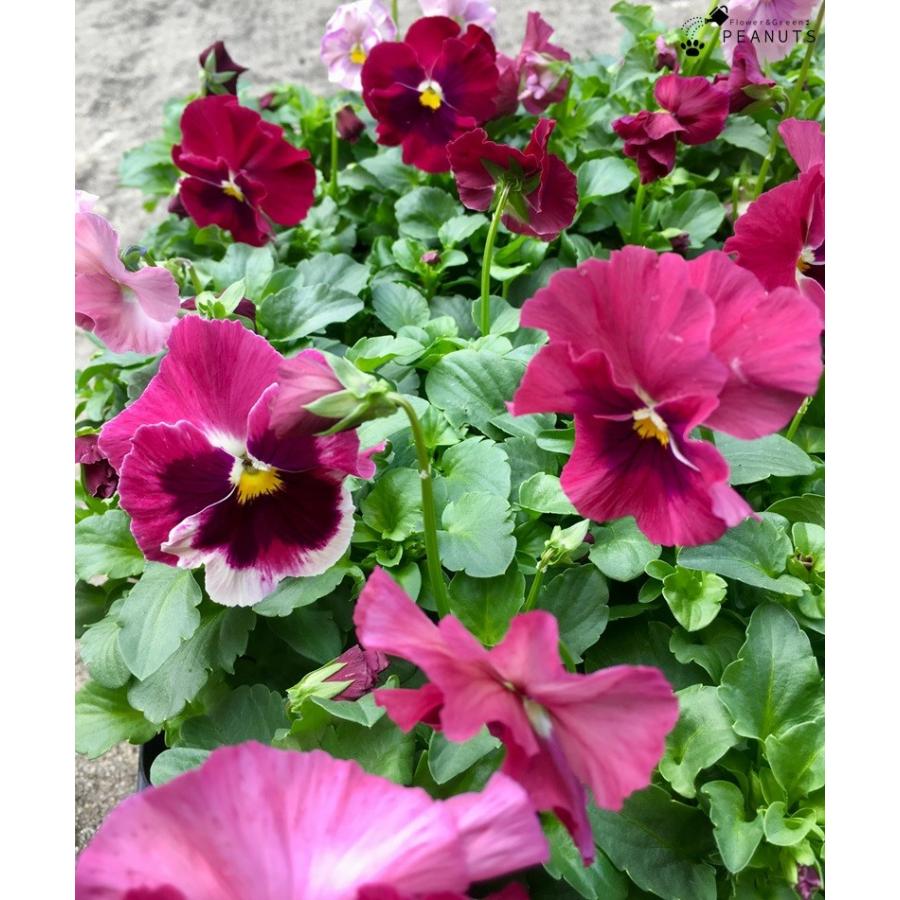 パンジー パシオ ピーチ 3号ポット苗 花付き 花壇 寄せ植え N Flower Green Peanuts 通販 Yahoo ショッピング