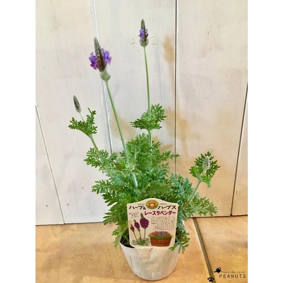 レースラベンダー 3号ポット苗 花付き 花壇 寄せ植え N Flower Green Peanuts 通販 Yahoo ショッピング