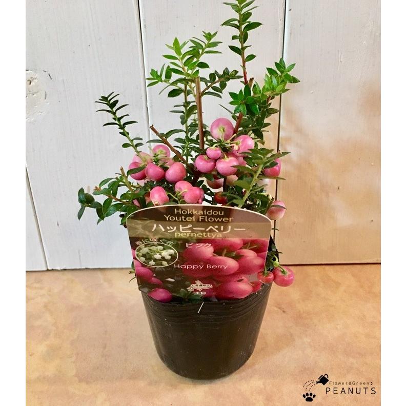パールツリー ピンク 3号ポット苗 実付き 真珠の木 花壇 寄せ植え N Flower Green Peanuts 通販 Yahoo ショッピング