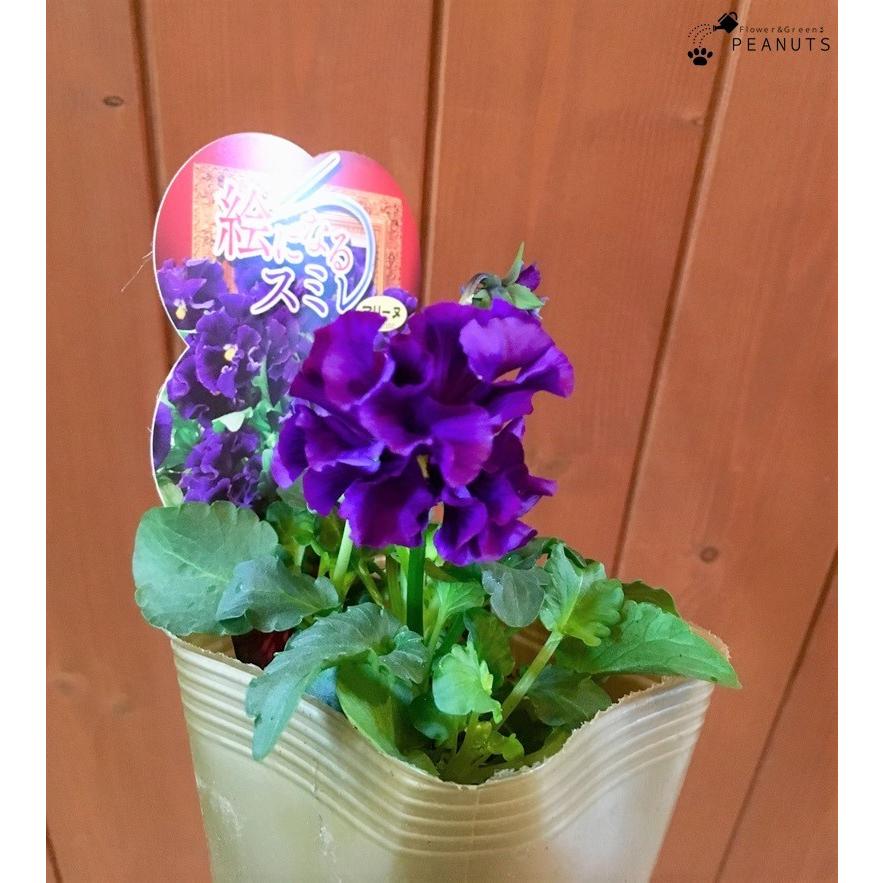 フリル咲きパンジー 絵になるスミレ マリーヌ 3 5号ポット苗 花付き サカタのタネ 花壇 寄せ植え N Flower Green Peanuts 通販 Yahoo ショッピング