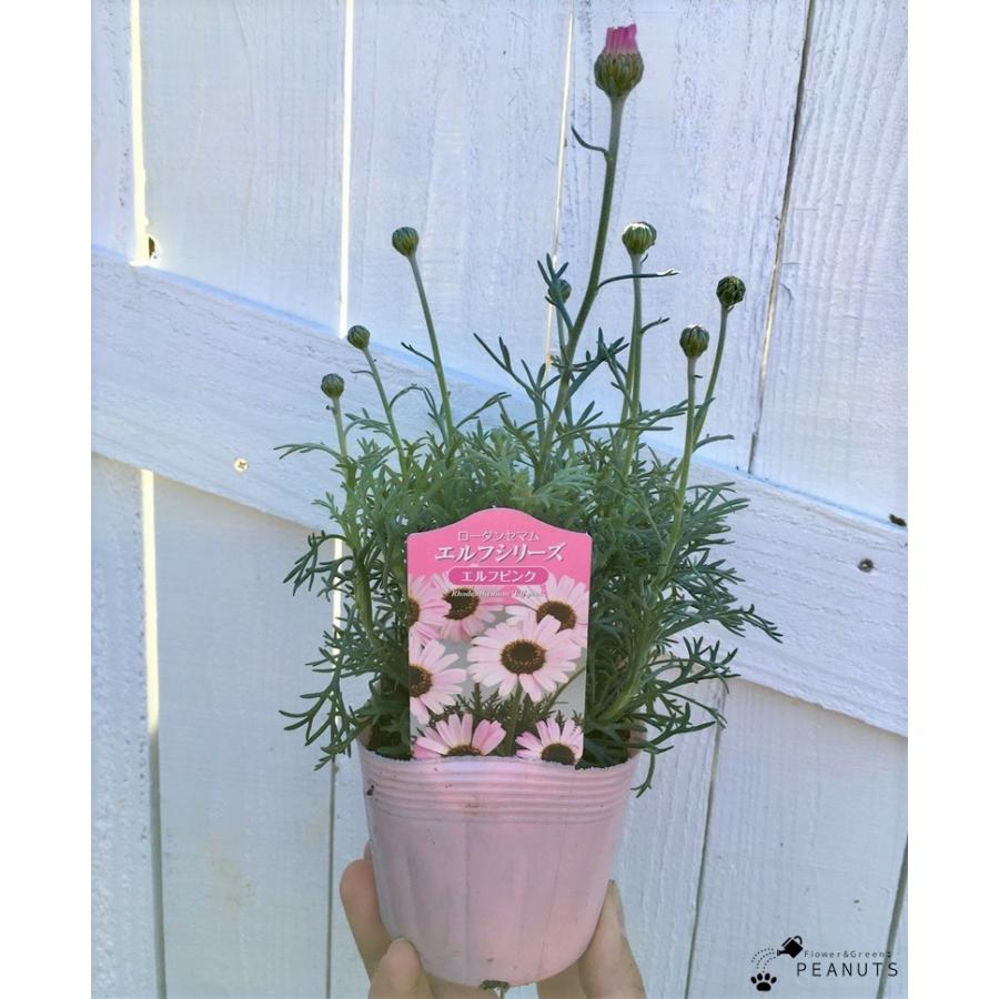 ローダンセマム エルフピンク 3 5号ポット苗 ツボミ付き 寄せ植え 花壇 N Flower Green Peanuts 通販 Yahoo ショッピング