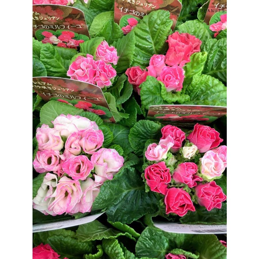 プレミアムバラ咲き プリムラジュリアン イチゴのミルフィーユ 3号ポット苗 花付き 花壇 寄せ植え N Flower Green Peanuts 通販 Yahoo ショッピング