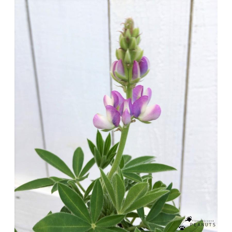 ルピナス ピクシーデライト ソフトパープル 2 5号ロングポット苗 花付き 花壇 寄せ植え N Flower Green Peanuts 通販 Yahoo ショッピング