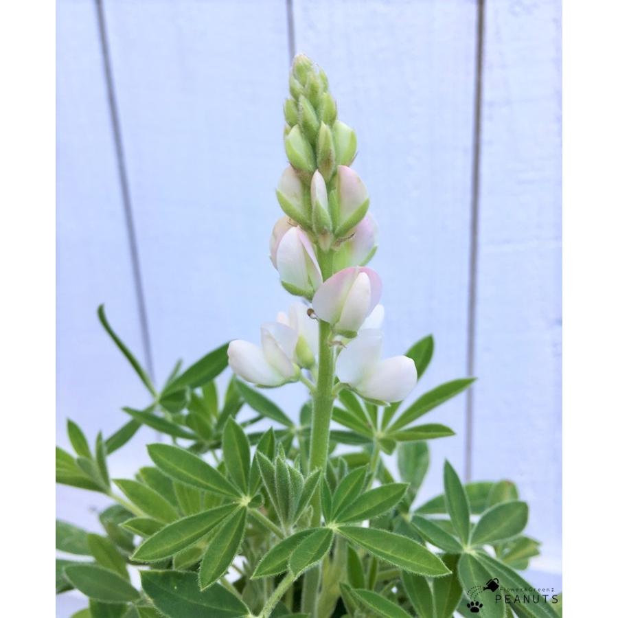 ルピナス ピクシーデライト ホワイト 2 5号ロングポット苗 花付き 花壇 寄せ植え N 001 Flower Green Peanuts 通販 Yahoo ショッピング