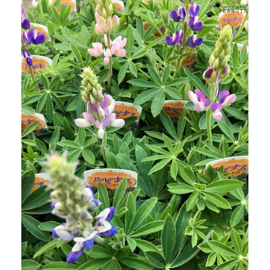 ルピナス ピクシーデライト ホワイト 2 5号ロングポット苗 花付き 花壇 寄せ植え N 001 Flower Green Peanuts 通販 Yahoo ショッピング