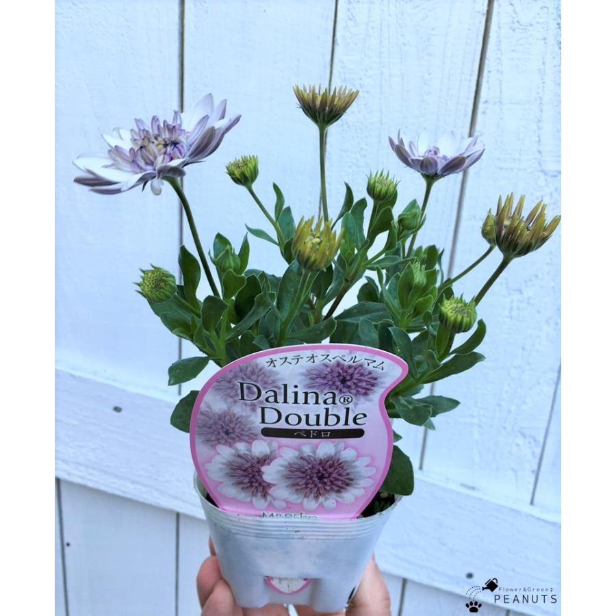 オステオスペルマム ダリーナダブル ペドロ 3 5号ポット苗 花付き 花壇 寄せ植え N Flower Green Peanuts 通販 Yahoo ショッピング