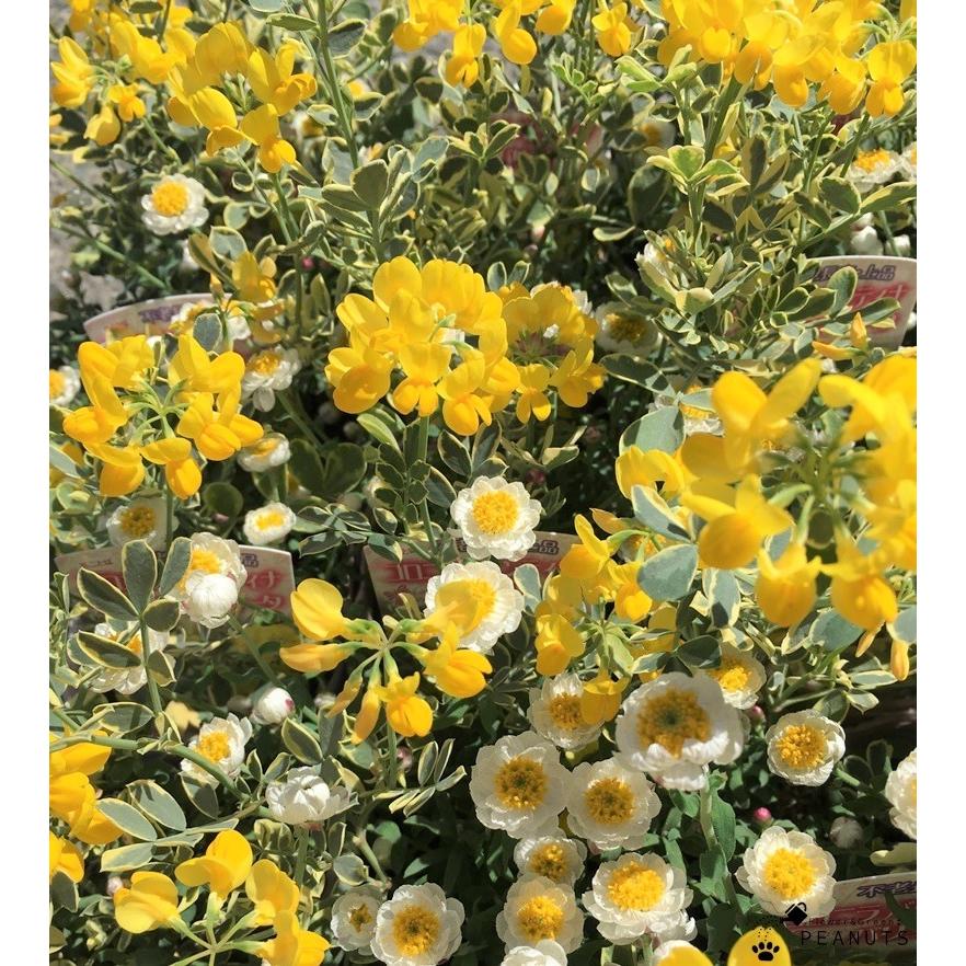 斑入り コロニラ バレンティナ バリエガータ 花かんざし Mix植え 3号ポット苗 花付き カラーリーフ N Flower Green Peanuts 通販 Yahoo ショッピング