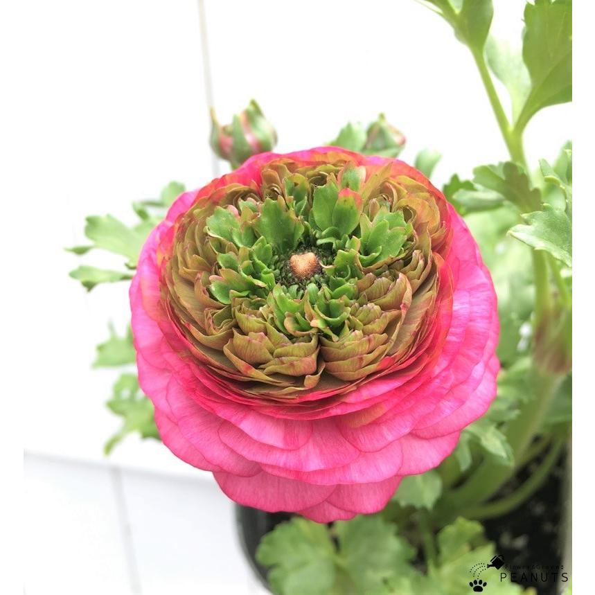 変わり咲き ラナンキュラス リビエラ フェスティバル ローズ 3 5号ポット苗 花付き 花壇 寄せ植え N Flower Green Peanuts 通販 Yahoo ショッピング
