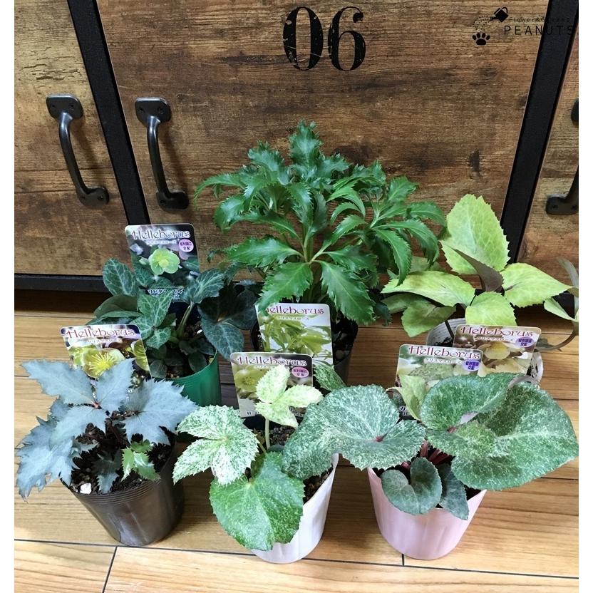 斑入り クリスマスローズ アグチフォリウス スターダスト 3 5号ロングポット苗 Helleborus Argutifolius Stardust カラーリーフ 花壇 寄せ植え N Flower Green Peanuts 通販 Yahoo ショッピング