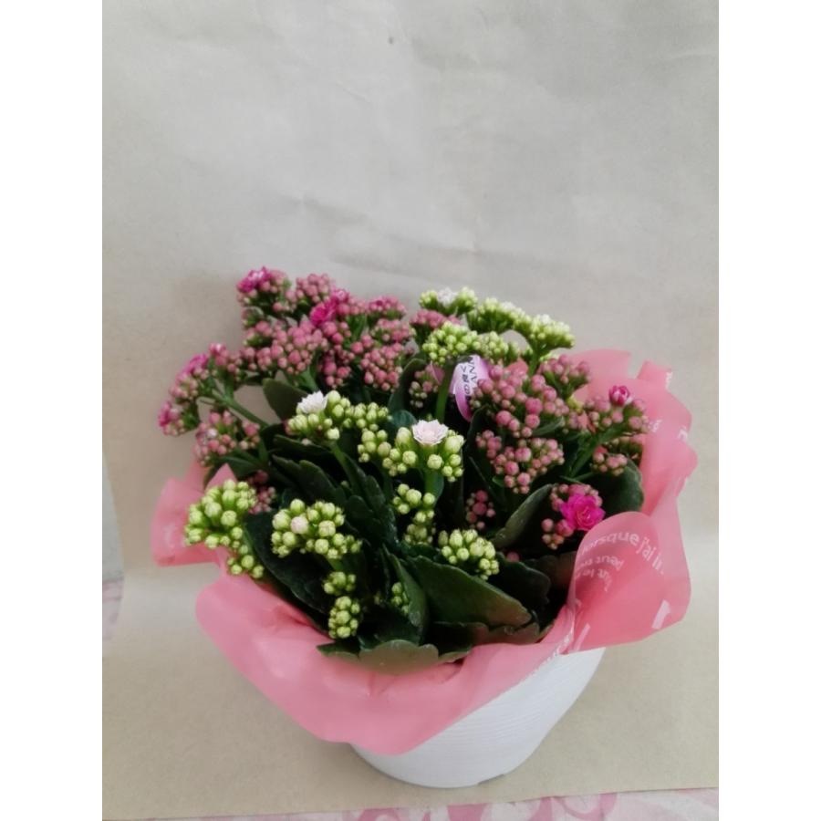 売れ筋 カランコエ３色植え