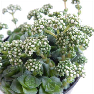 日本花キ流通 多肉植物 seクラッスラ ソシアリス 雪の妖精