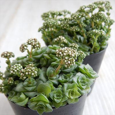 日本花キ流通 多肉植物 seクラッスラ ソシアリス 雪の妖精 多肉植物