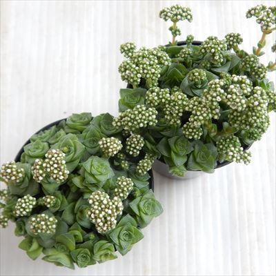 日本花キ流通 多肉植物 seクラッスラ ソシアリス 雪の妖精 多肉植物