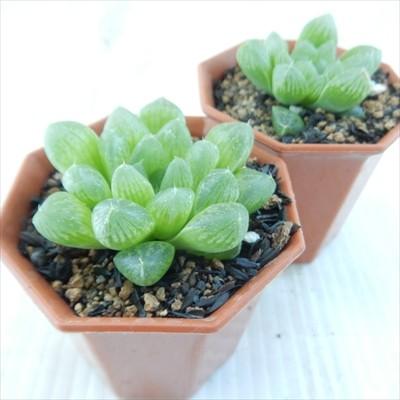 多肉植物 nmハオルチア 光るオブツーサ ハオルチア 6cmポット