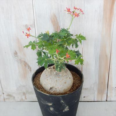 ヤトロファ　ベルランディエリ ヤトロファ： ベルランディエリ カタルティカ 4号鉢植え の通販