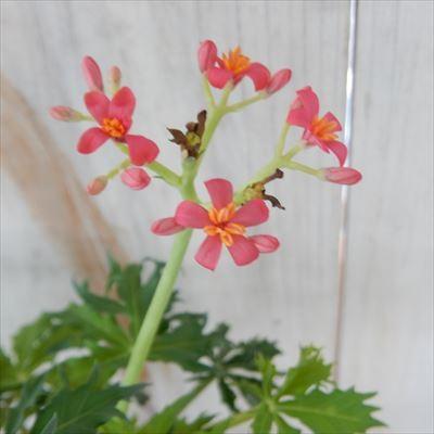 日本花キ流通 多肉植物 caヤトロファ ベルランディエリ 錦珊瑚
