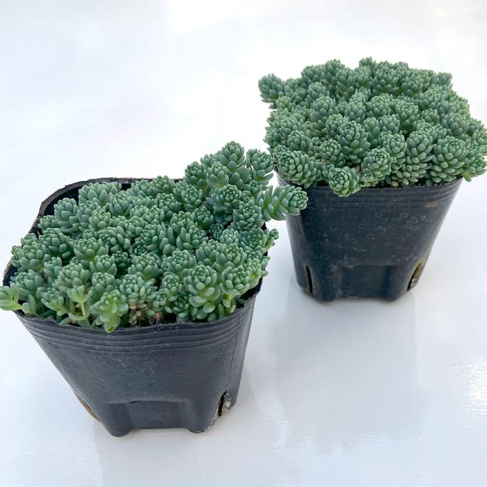 日本花キ流通 多肉植物 seセダム マジョール 多肉植物 セダム 9cm