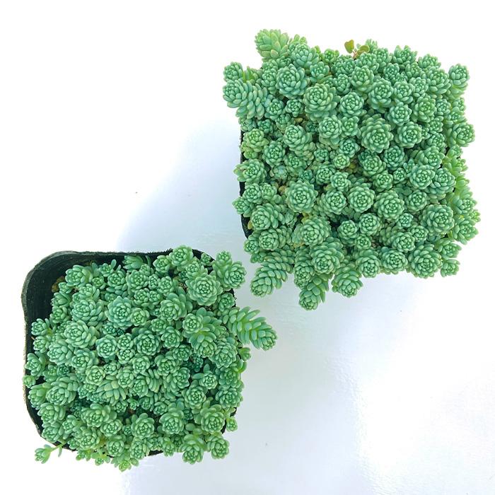 多肉植物　セダム　マジョール　25カット 日本花キ流通 多肉植物 seセダム マジョール 多肉植物 セダム 9cm
