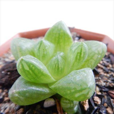 多肉植物 nmハオルチア 姫玉虫 ハオルチア 6cmポット : フラワーネット