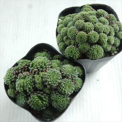 多肉植物 seモナンテス ポリフィラ 多肉植物 モナンテス 7.5cmポット azm｜flower-net｜03