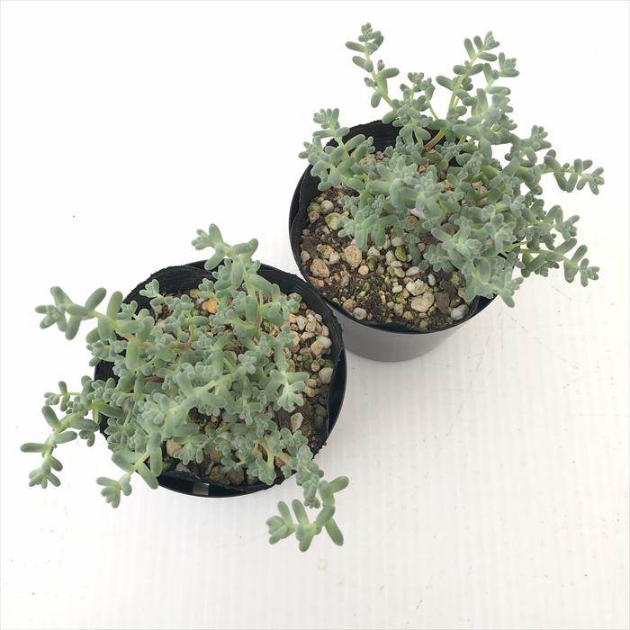 日本花キ流通 多肉植物 seセダム 木立ブレビフォリウム 多肉植物