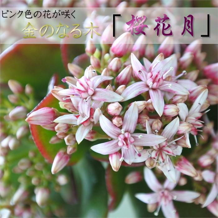 多肉植物 桜花月 金のなる木 カゲツ 多肉植物 4号鉢 001 001 フラワーネット日本花キ流通 通販 Yahoo ショッピング