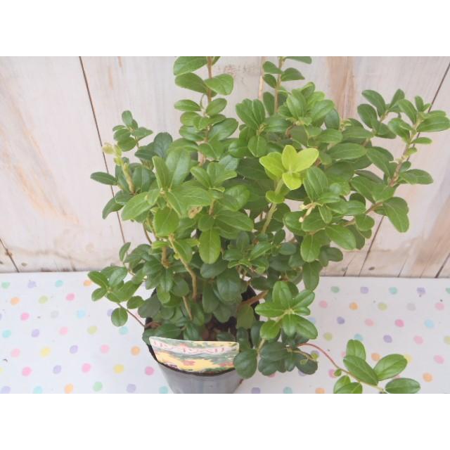 大人気 赤い実がかわいい リンゴンベリー ポット苗 フラワーネット日本花キ流通 通販 Yahoo ショッピング