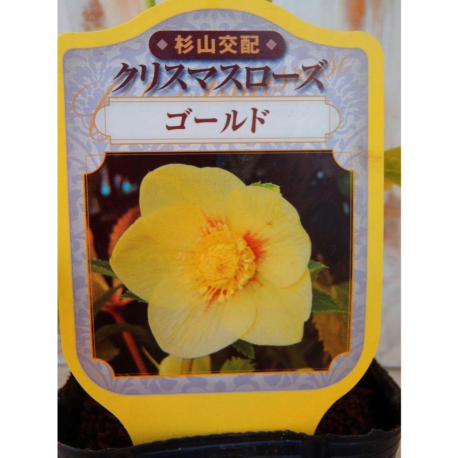 クリスマスローズ苗 ゴールド 杉山交配 9cmポット 宿根草 クリスマスローズ苗 ゴールド 杉山交配 9cmポット 宿根草