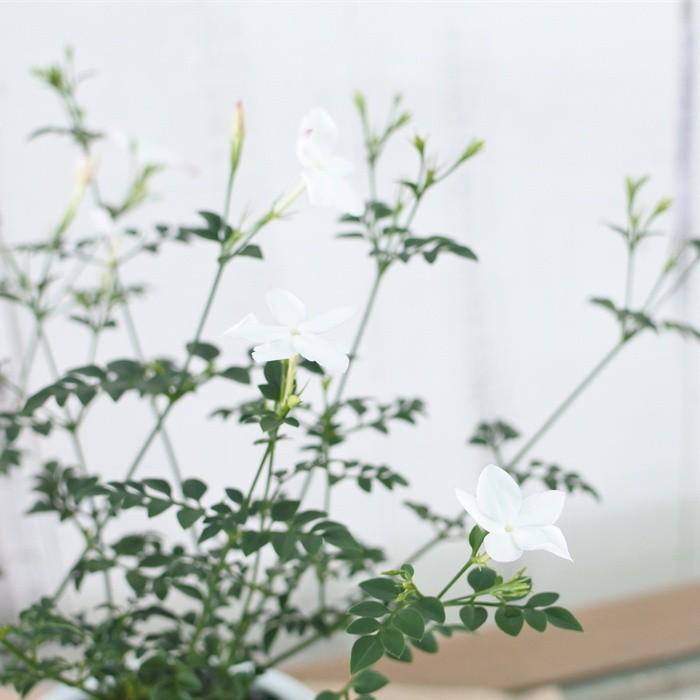 ジャスミン ホワイトプリンセス 苗 ハーブ Herb フラワーネット日本花キ流通 通販 Yahoo ショッピング