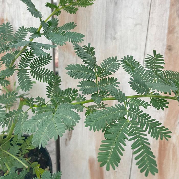 日本花キ流通 アカシア ミモザアカシア 10.5cmポット 庭木 苗木 花木