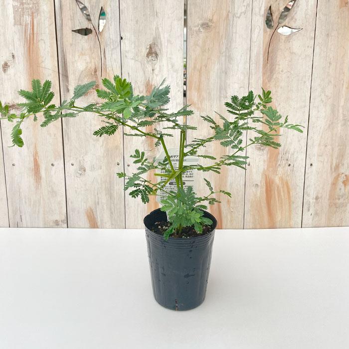 ミモザアカシア /297 ミモザアカシア /297 ミモザアカシア /297