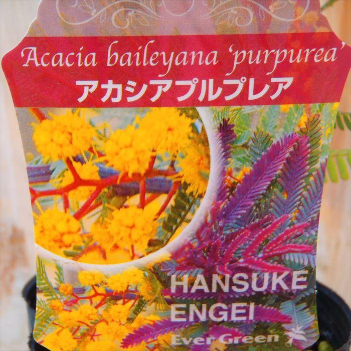 日本花キ流通 アカシア ミモザアカシア プルプレア 10.5cmポット 日本花キ流通 アカシア ミモザアカシア プルプレア 10.5cmポット