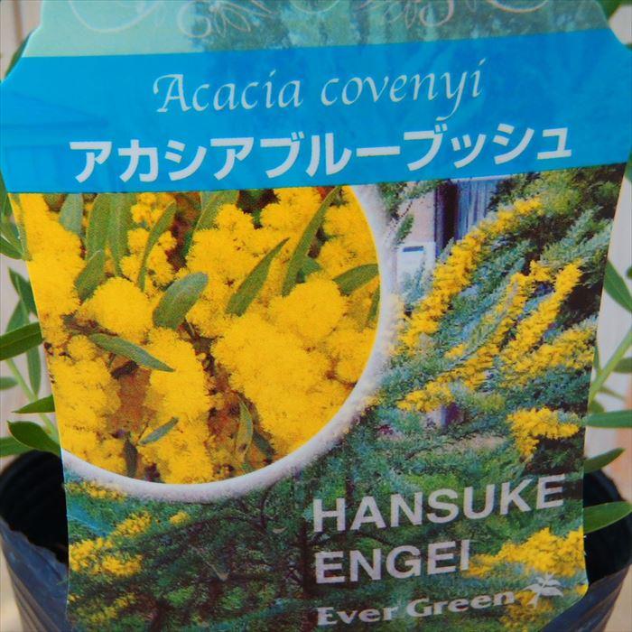 アカシア アカシアブルーブッシュ シルバーブルーの葉色が魅力 10 5cm フラワーネット日本花キ流通 通販 Yahoo ショッピング