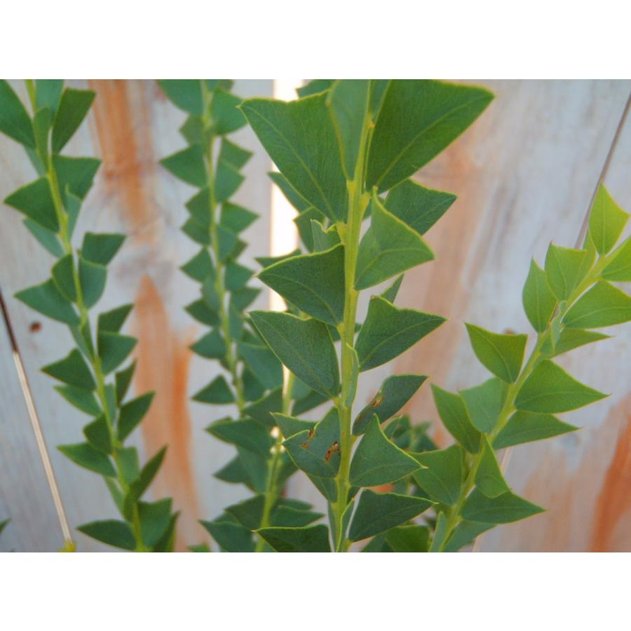 アカシア 三角葉アカシア 三角形の葉型が魅力 10 5cmポット フラワーネット日本花キ流通 通販 Yahoo ショッピング
